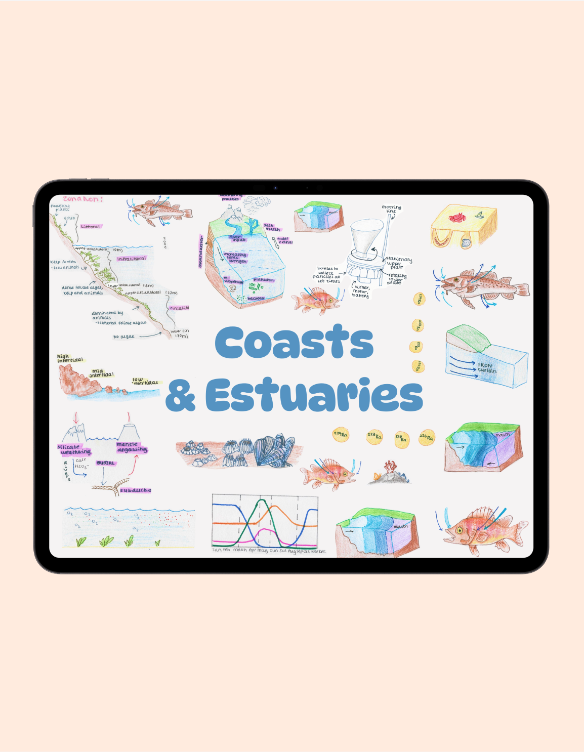Coasts & Estuaries