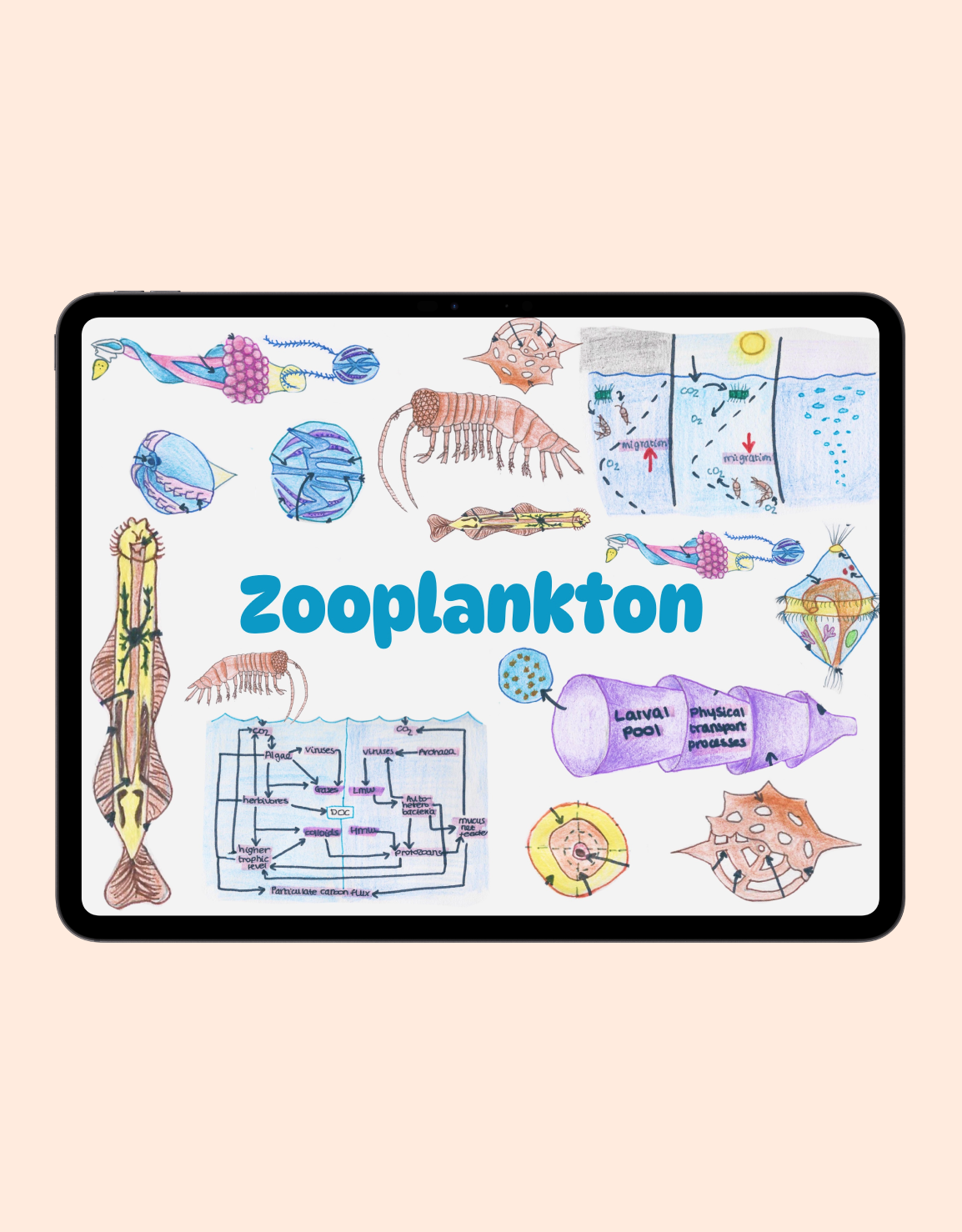 Zooplankton