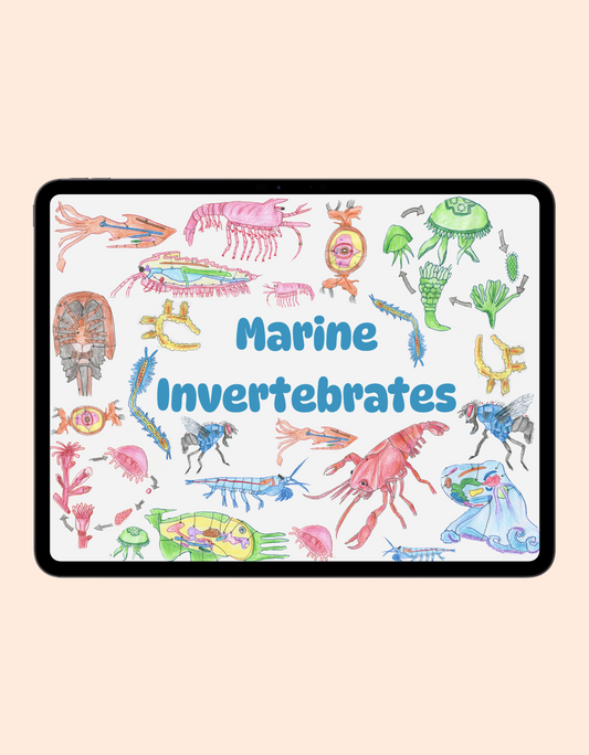 Marine Invertebrates