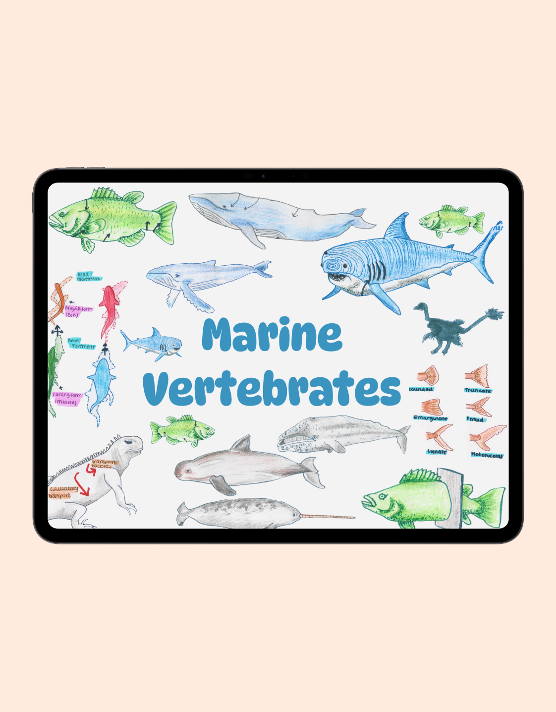 Marine Vertebrates