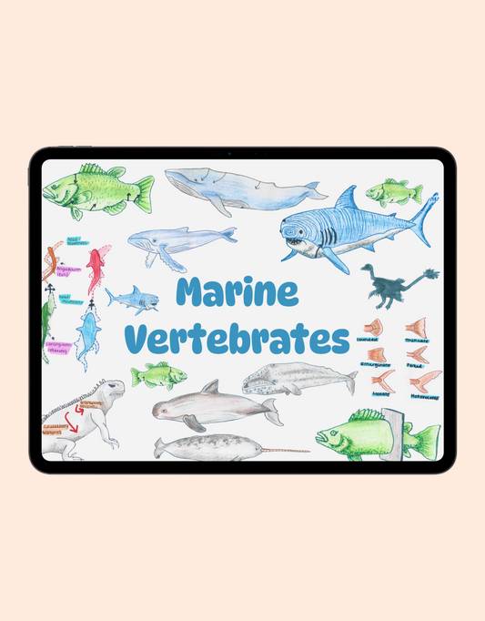 Marine Vertebrates