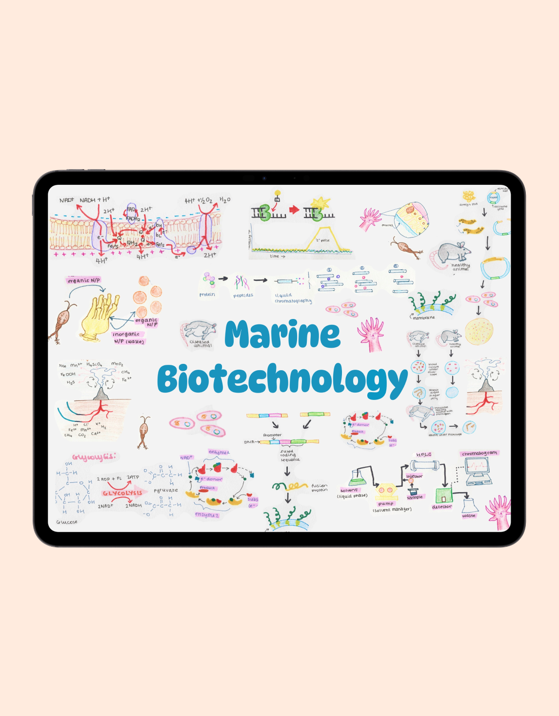 Marine Biotechnology